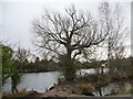 Ivy-covered tree on the bank of a fishing lake