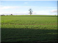 Little Hadham: Lone tree on Mill Common