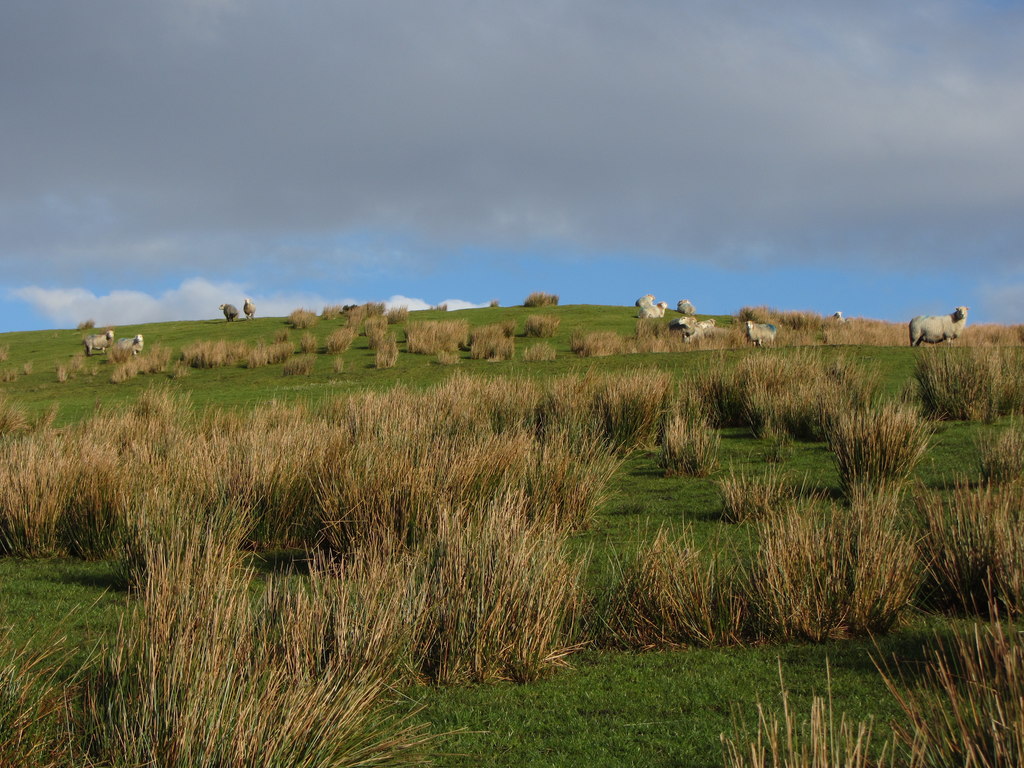 Sheep On Eglwysilan Common © Gareth James Geograph Britain And Ireland