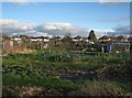 Rock Allotments in January