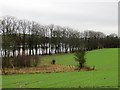 Field beside Bardowie Loch