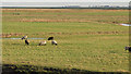 TL9710 : Sheep on Tollesbury Wick Marshes by Roger Jones