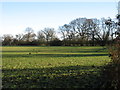 Farmland near Birtsmorton