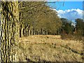 SU0571 : Trees, Juggler's Lane, Yatesbury by Brian Robert Marshall