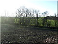 Farmland and hedgerow