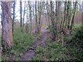 Footpath through Big Wood