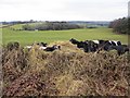 NS5775 : Cattle, Baldernock by Richard Webb