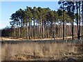 SU8564 : Pines, Crowthorne Woods by Alan Hunt