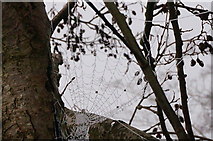 SK2168 : Frozen spider's web by Peter Barr