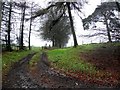 Countryside at Loughmacrory