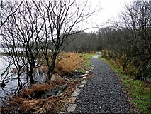 H5776 : Path along Loughmacrory Lough by Kenneth  Allen