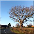 Bare tree by the A438 in Downend 