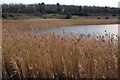 Reeds on the edge of another clay pit lake