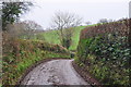 Mid Devon : Country Lane