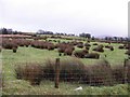 Rushy ground, Ballynamallaght