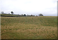 Grazing near Duncowfold