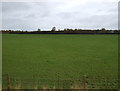 Grazing near Wetheral Shield