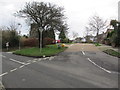 Traffic island with tree