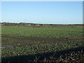 NZ3935 : Crop field, West Woodburn by JThomas