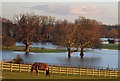 SU6577 : Horse grazing above flooded meadows, Whitchurch-on-Thames, Oxfordshire by Edmund Shaw