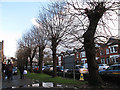 Trees outside St Thomas church