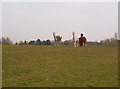 Alpacas near Bordon