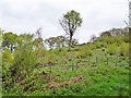 SU9122 : Coppiced and replanted slope, Heathend Copse by Robin Webster