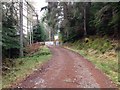 Forestry road near Auchteraw