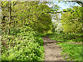 Path, Wandsworth Common