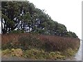 Hedge and scrub near Cock