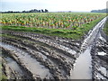 A field of sprouts next to Goretop Lane