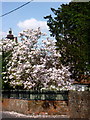 Magnolia in full bloom in Kintbury on 6th May 2013