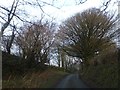 Trees and hedge near Trebullom Farm