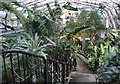 Tropical House, Inverness Botanic Gardens