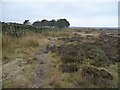 Millennium Way approaching Pine Wood