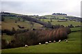 SK1549 : Sheep grazing in Dovedale by Graham Hogg