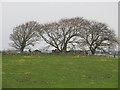 Hilltop trees near Gowan Bank