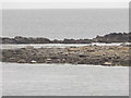 HU4623 : Mousa: seals at West Pool by Chris Downer