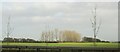 SE4144 : Trees on a field boundary, Clifford Moor by Derek Harper