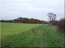 SE9115 : Field margin towards The Buttonhook (woodland) by JThomas
