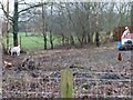 Chickens and goats at North Wyke Farm