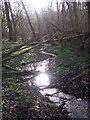 Stream in Freston Wood