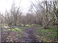 Track in Freston Wood