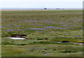 TF5255 : Salt marsh at Wainfleet Sand along The Wash coast by Mat Fascione