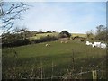 Fields of sheep, Higher Holcombe Farm, Teignmouth