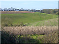 View from Whitepit Lane