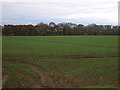 Crop field west of Appleby