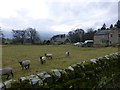 Sheep and houses