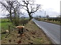 Felled rotten oak