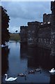 Swans on the moat of Beaumaris Castle